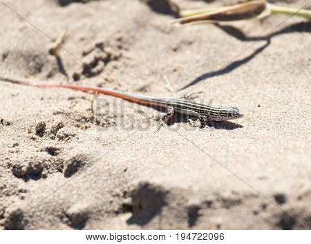 Lizard in desert . Photo of wildlife in the park