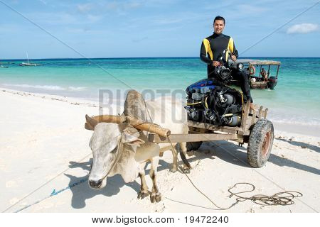 Unterwasser-Fotografen nehmen eine Fahrt auf einem Kuh-Auto an weißen Sandstränden von Zanzibar Tansania
