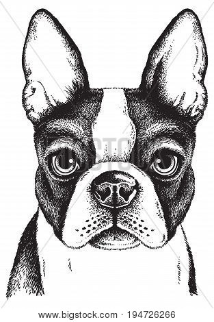 Black and white vector sketch of a Boston Terrier's face