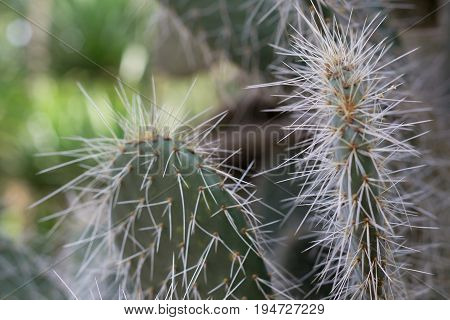 Close up of cactus using as a natural backgroud.