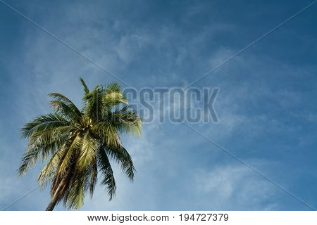 Coconut tree on blue sky background using as a natural background.