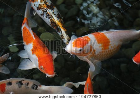 Beautiful hungry colorful fish swimming dark background