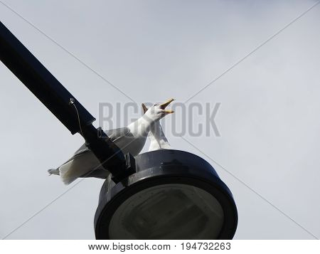 Two seagulls seating lamp low angle shot