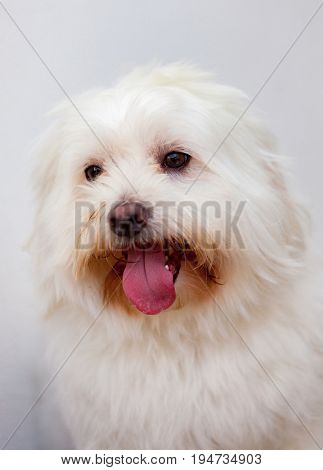 Portratit of a white dog with long hair. Maltese bichon