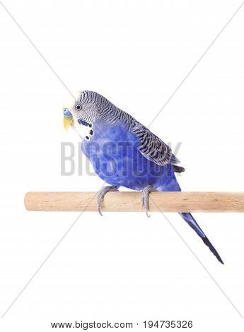 Budgie blue, isolated on white background. Budgerigar close-up