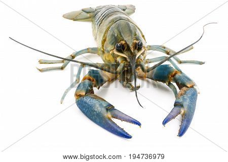 Crayfish or Freshwater lobster on a white background.