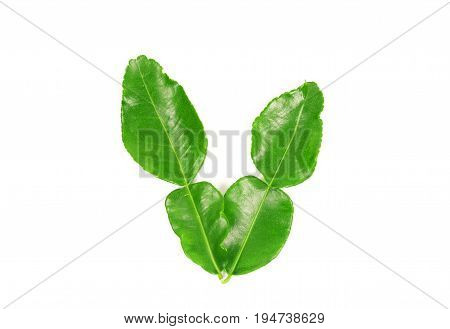 Kaffir lime and kaffir lime leaf on white background