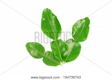 Kaffir lime and kaffir lime leaf on white background