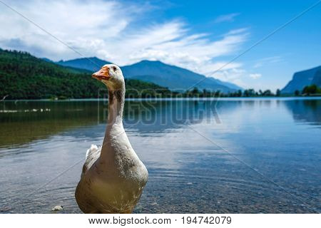 Close up goose on the bank of Toblino lake in Italian Alps 