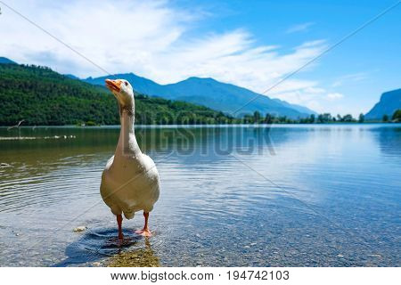 Close up goose on the bank of Toblino lake in Italian Alps 