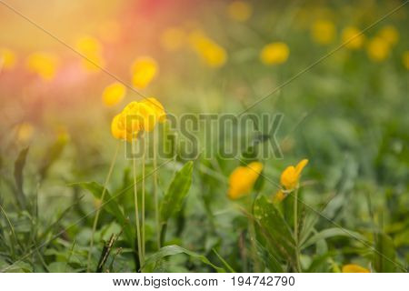 close-up beautiful blooming Arachis pintoi and sunlight.