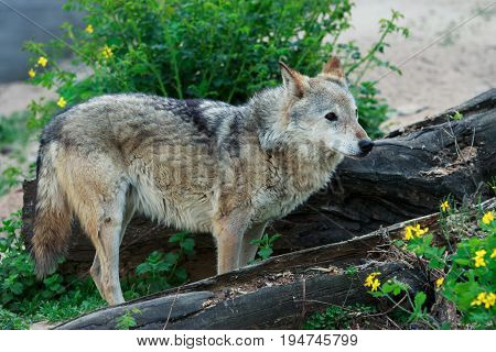 Wild forest wolf in summer on earth