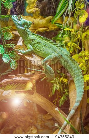 Beautiful close up photo of green lizard Plumed basilisk