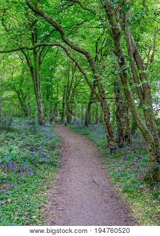 Pathway leading through the woods with bluebells on each side. A springtime shot.