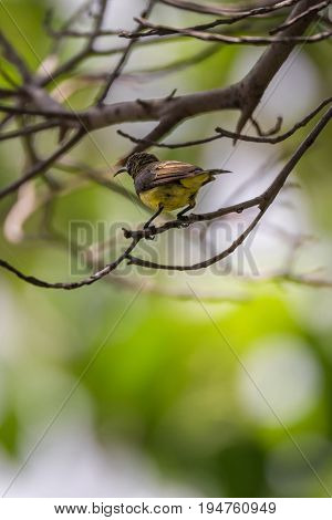Bird (olive-backed Sunbird) On A Tree