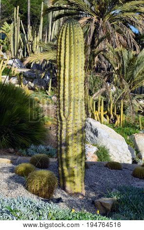 Variety of Cactus in the public park in Barcelona Spain