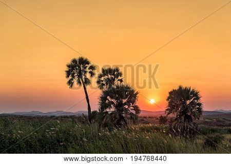 the beautiful Palmwag Palmtrees in the Sunset