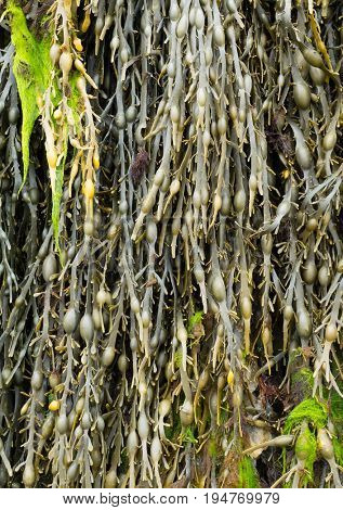 Bladderwrack or Sea Whistle seaweed (Ascophyllum nodosum) close up.