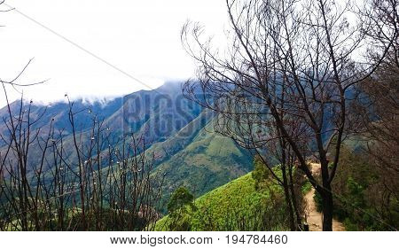 A scenic view of a forest with lots of trees and mountains near Munnar, Tamil Nadu