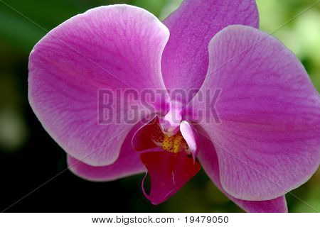 Closeup di fiore orchidea