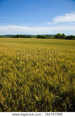 Wheat fields in the Vexin region in France, with a blue sky in background