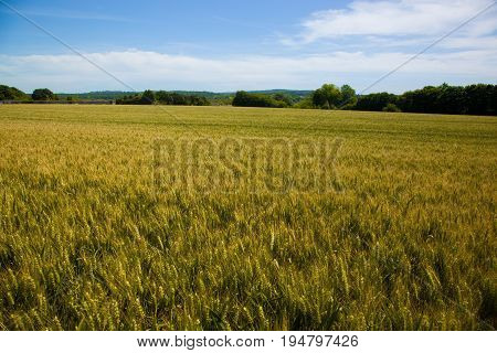 Wheat fields in the Vexin region in France, with a blue sky in background