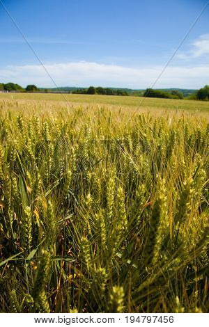 Wheat fields in the Vexin region in France, with a blue sky in background