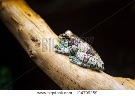 Amazonian Milk Frog Sitting On A Branch