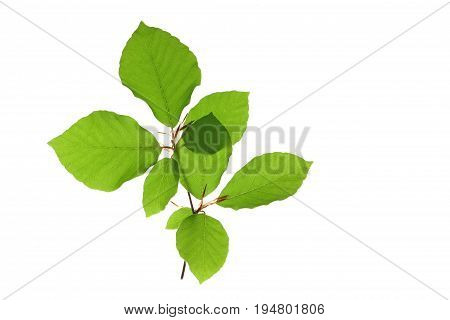 little twig with leaves of European beech (Fagus sylvatica) isolated against white background