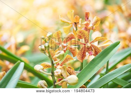 Mokara Orchid Bouquet In The Garden,soft Filter And Blurred Background.