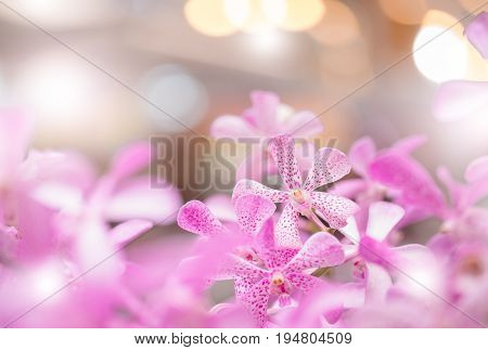 Mokara Orchid Bouquet In The Garden,soft Filter And Blurred Background.