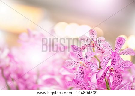 Mokara Orchid Bouquet In The Garden,soft Filter And Blurred Background.