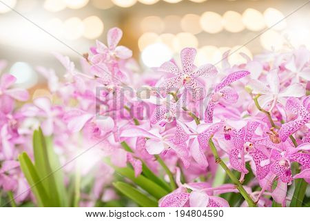 Mokara Orchid Bouquet In The Garden,soft Filter And Blurred Background.