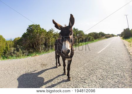 funny donkey looking at the camera, Cyprus, Karpaz National Park Wild Donkey Protection Area