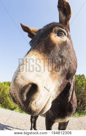 funny donkey looking at the camera, Cyprus, Karpaz National Park Wild Donkey Protection Area