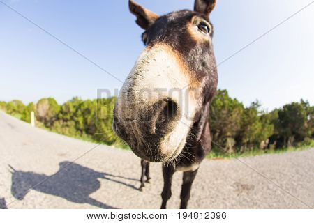 funny donkey looking at the camera, Cyprus, Karpaz National Park Wild Donkey Protection Area
