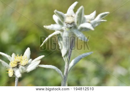 Edelweiss - Leontopodium alpinum Small Alpine Wild Flower