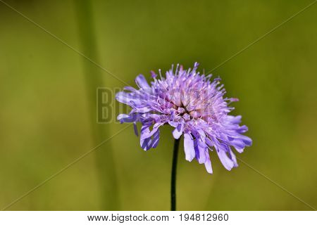 Close up of a pink flower endemic to mountain ranges in Europe - Latin name Serratula lycopifolia