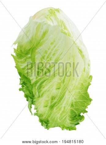 Salad leaf. Lettuce isolated on white background.