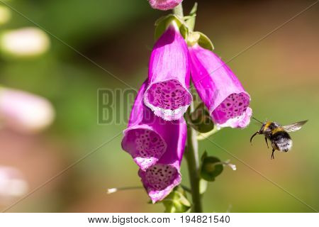 Pollination. Bumble bee flying towards garden flower. Insect visiting foxglove plant.