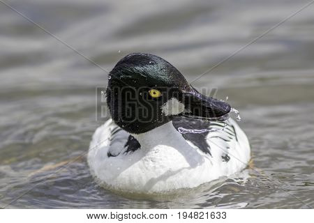 Goldeneye (Bucephala clangula) duck on water. Washing and shaking head dry.