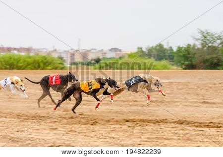 Several greyhounds running in a race in the city of Badajoz