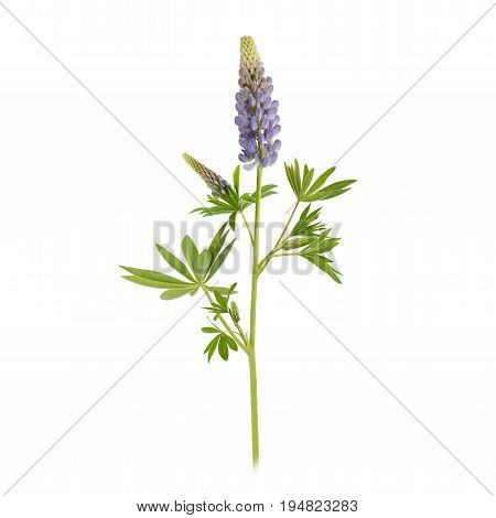 Violet lupin flower isolated on white background. Full depth of field