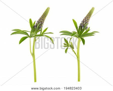 Set of violet lupin flowers isolated on white background