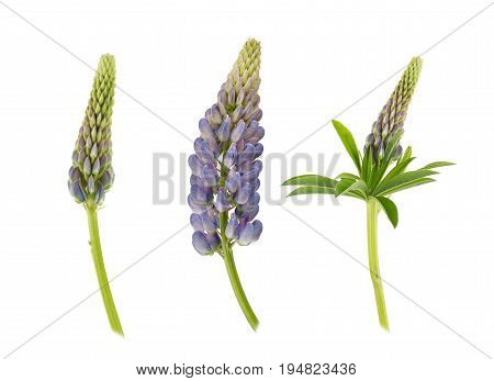 Set of violet lupin flowers isolated on white background