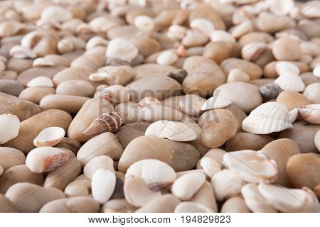 Sea pebbles and seashells background. Natural seashore stones textured surface