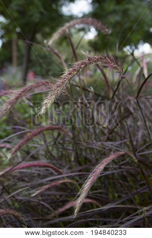 Bush of Long Purple Weeds growing in Spain
