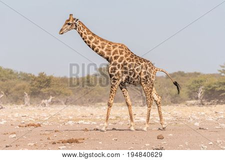A Namibian giraffe giraffa camelopardalis angolensis walking and pooing