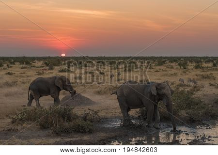 African elephants Loxodonta africana and zebras in the twilight of sunset at a waterhole in Northern Namibia