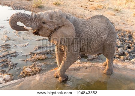An African elephant Loxodonta africana drinking water at sunset a waterhole in Northern Namibia